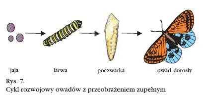 яйца, личинка, куколка, взрослое насекомое по-польски