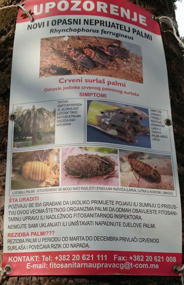 объявление о хоботниках на пальме в Будве